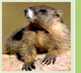 La Marmotte